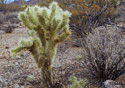 Opuntia bigelovii